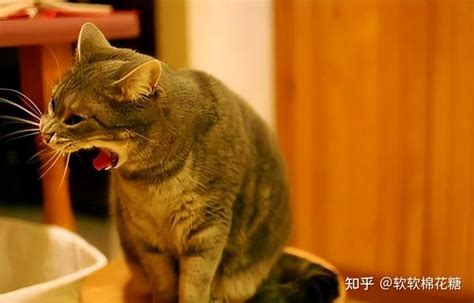 警惕！猫咪弓背原因，原来是这样的！ 知乎