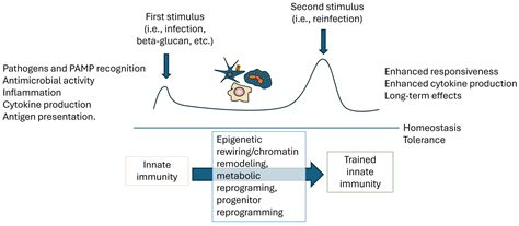 Gastroenterology Insights | Free Full-Text | Mucosal Immunity and ...