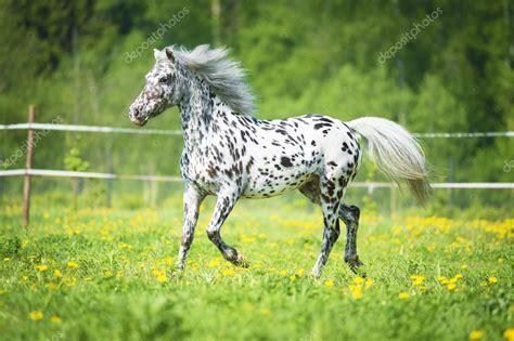 Appaloosa horse runs trot on the meadow in summer time — Stock Photo ...