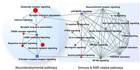 Crosstalk Among Sz Enriched Pathways Nodes Represent Pathways And