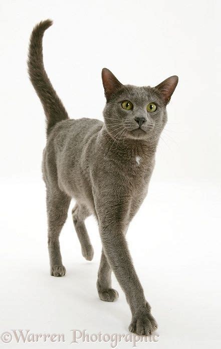 A Gray Cat Standing On Top Of A White Floor