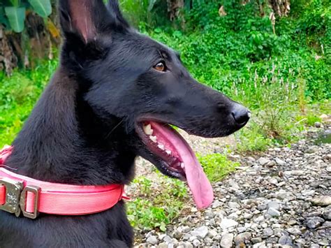 Exploring the Controversy of the Black Belgian Malinois | UKPets