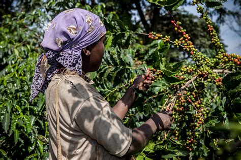 Study reveals that coffee production is expected to grow 1.5 percent