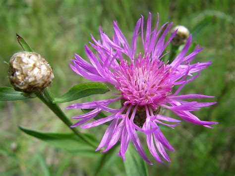 Не грибом единым жив лес: Василёк луговой | Грибник России