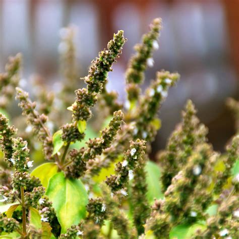 Пачули (76 фото) » НА ДАЧЕ ФОТО