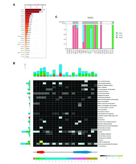 Rorc Mutation And Methylation Analysis In Various Cancers Rorc