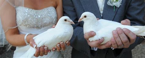 Wedding Dove Release Doves For Weddings East Londondoves For