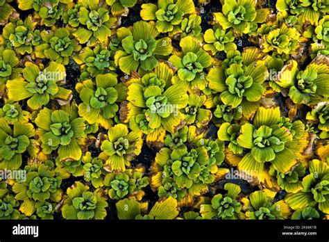 Water Lettuce Pistia Stratiotes Backdrop Detail Stock Photo Alamy