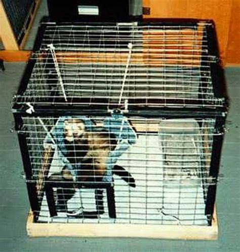 Diy Ferret Cages