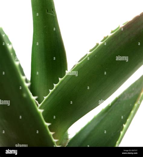 Aloe Vera Stock Photo Alamy