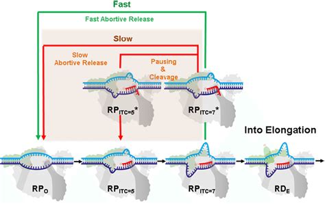 A Modified Transcription Initiation Model RNAP Transcription