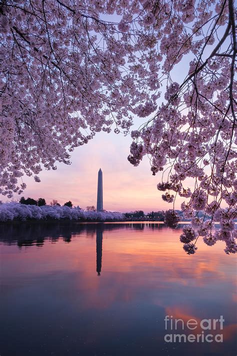 Cherry Blossom Sunrise Photograph by Oscar Gutierrez