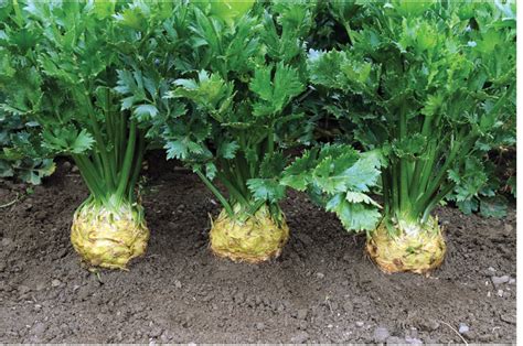 Celeriac – Northern Bay Organics