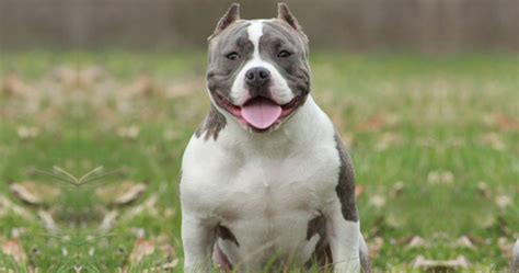 American Bully Facts And Dog Breed Information Puplore