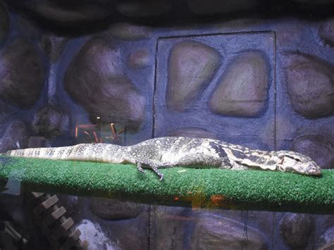 Varanus Salvator Malayan Water Monitor In Exotarium Ailand