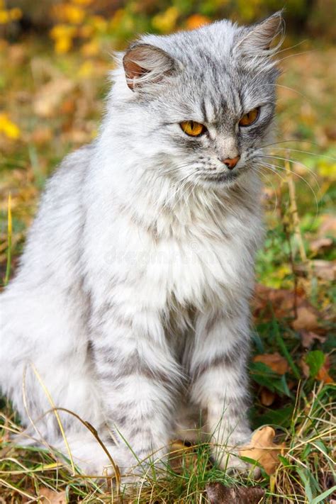 Gato Gris Enojado Con Los Ojos Anaranjados Contra La Perspectiva Del