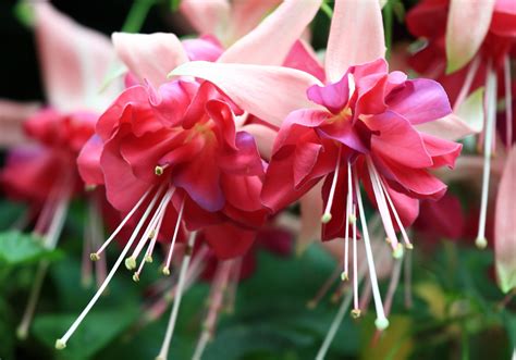 13 flores que atraen colibríes Guía completa