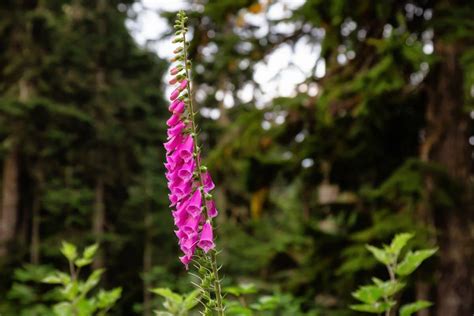 Foxglove Flower Meaning and Unique Symbolism | Florgeous