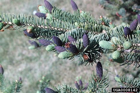 White Spruce Picea Glauca Moench Voss