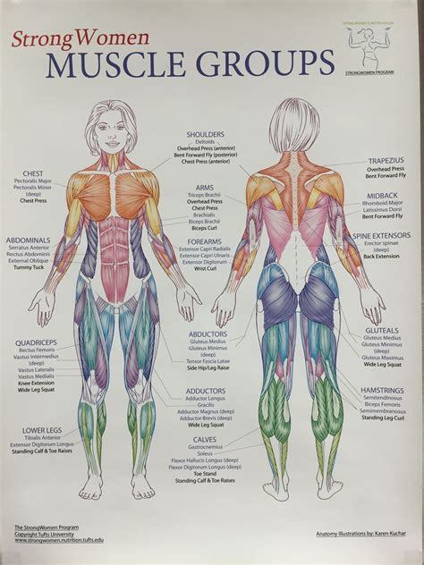 Anatomy Of The Female Body Muscles