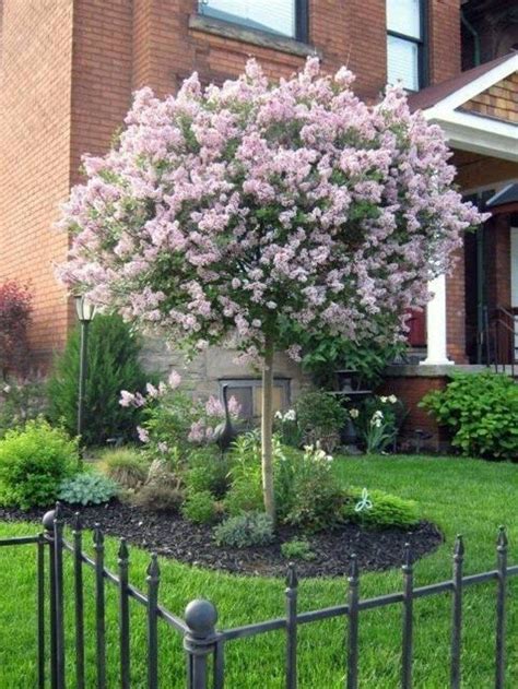 20+ Best Small Trees For Front Yard - MAGZHOUSE