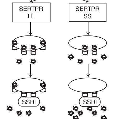 Theoretical mechanism for increased selective serotonin reuptake ...