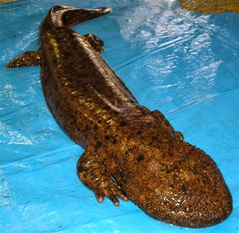 Obscure Nature: The Chinese Giant Salamander