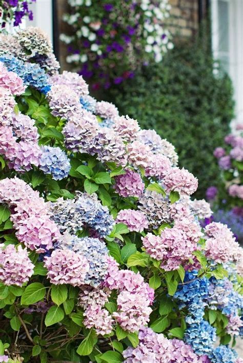 10 Unique Hydrangea Varieties To Diversify Your Garden In 2022