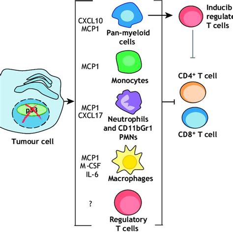 Loss Of P53 In Cancer Cells Modifies The Immune Environment Loss Of