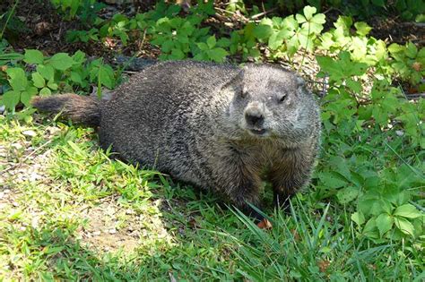 Animaux Qui Creusent Des Trous Dans Le Jardin Avec Photos