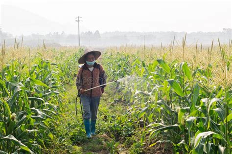 China Corn Farmers Spraying Pesticides Editorial Stock Image Image Of