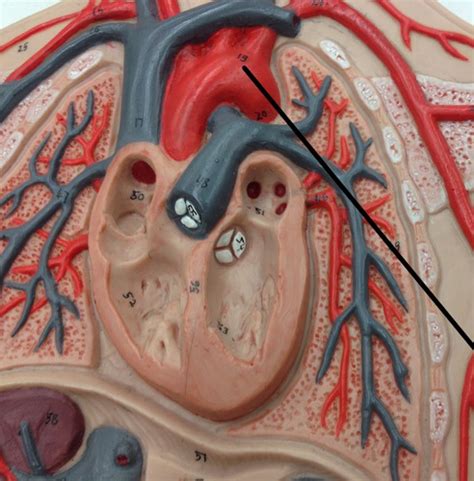 Flat Circulatory System Model Flashcards Quizlet