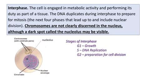 Ppt Nucleolus Powerpoint Presentation Free Download Id6851356