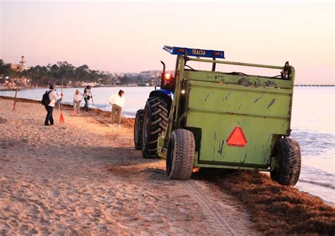 Más de 2 500 toneladas se sargazo se han recolectado en playas de