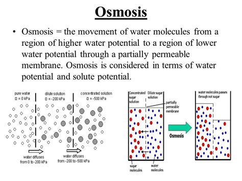 The Ultimate Guide To Osmosis Gizmos Unlocking The Answer Key