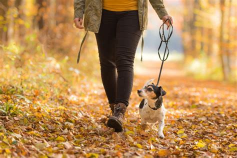 La Marche En Laisse Tout Chien Le Magazine