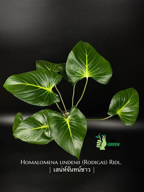 Homalomena lindenii จดสวน