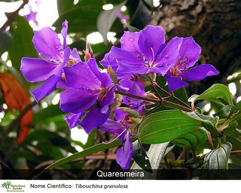 Nativas Plantas E Fotos Floricultura Dumke