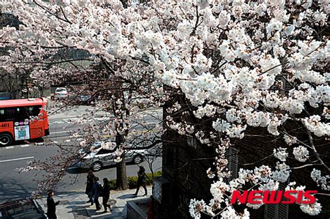 鍾路でもサクラが満開 Chosun online 朝鮮日報