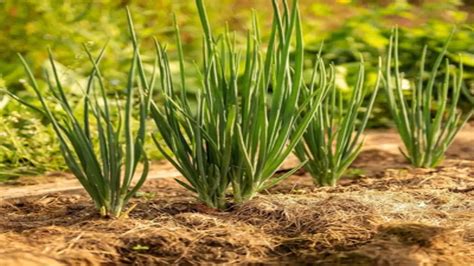 How To Grow Green Onions In Containers Container Mastery