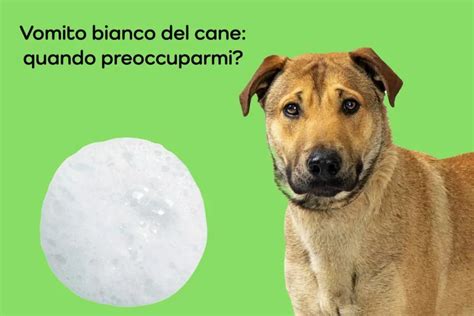 Vomito Bianco Del Cane Cosa Fare E Quando Devo Preoccuparmi Khani It