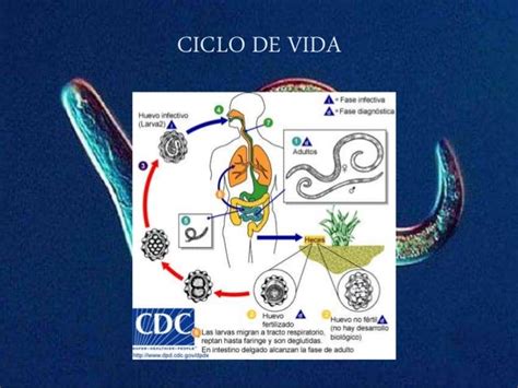 Nematodos Clasificación Y Características Microbiologia