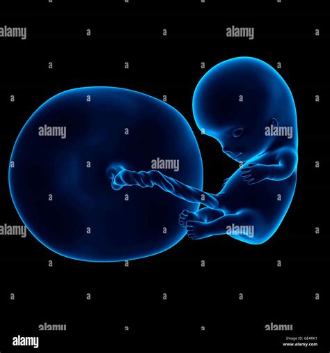 Human Embryo 10 Weeks