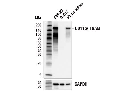 Cd B Itgam E K C Rabbit Mab Cell Signaling Technology