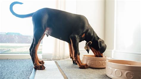 Can puppies eat adult dog food? | PetsRadar