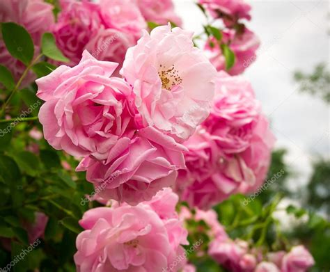 Pink Flowers On The Rose Bush In Garden Summer Time — Stock Photo