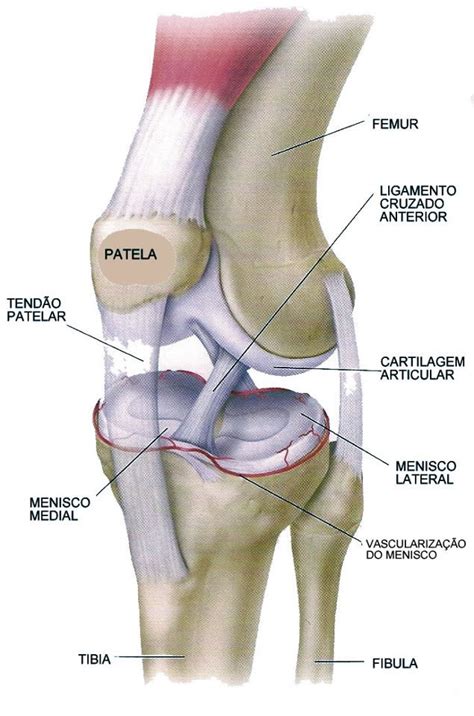Articulações do Joelho suas lesões e tratamentos Parte I