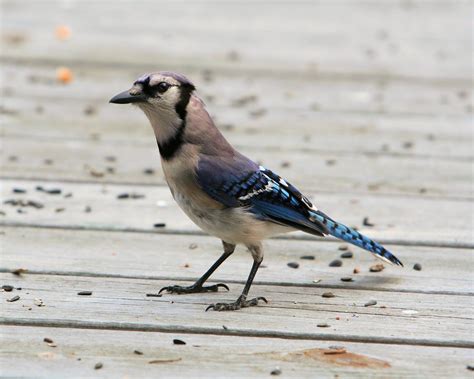 Blue Jay Free Photo Download | FreeImages