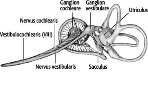 nervus cochlearis nervus statoacusticus bedeutung pnkd