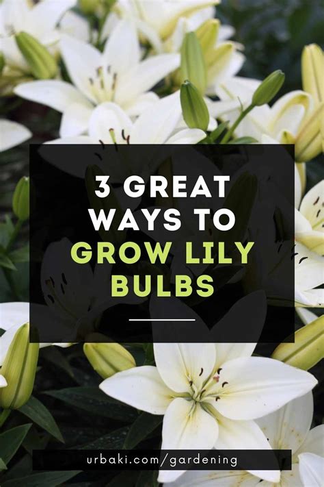 3 Great Ways to Grow Lily Bulbs